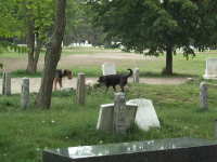 Portland Maine Cemetery dogs