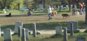 cemetery dog park