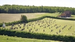 Packington Cemetery